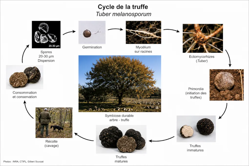 Schéma détaillé du cycle de la truffe Tuber melanosporum
