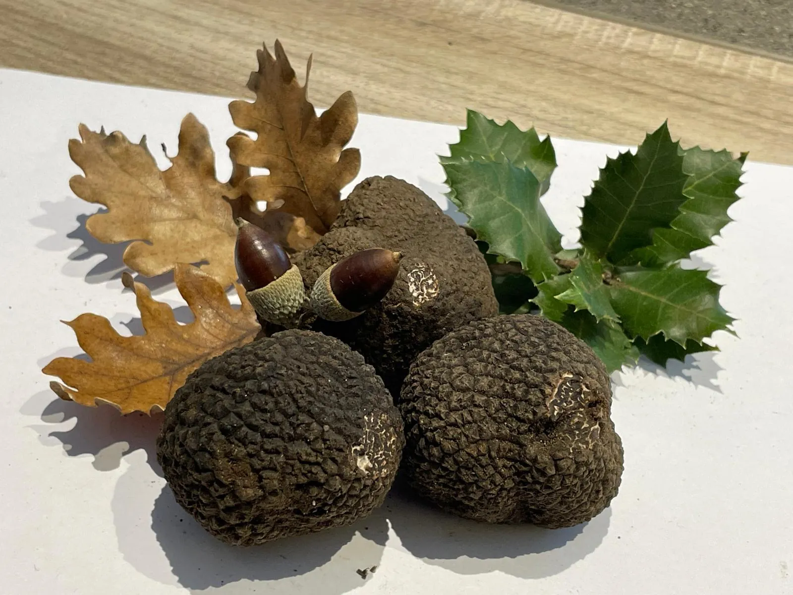 Coupe de Tuber melanosporum montrant le veinage de la truffe noire