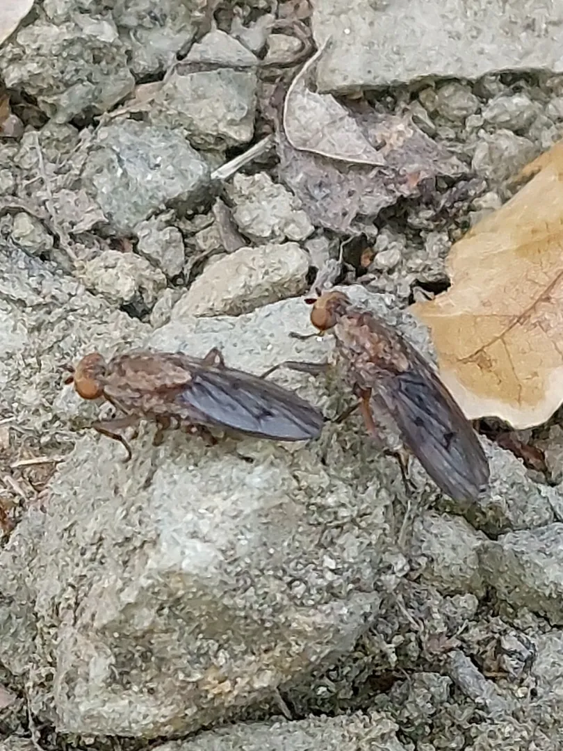 Mouche truffière utilisée comme indice naturel pour la recherche des truffes