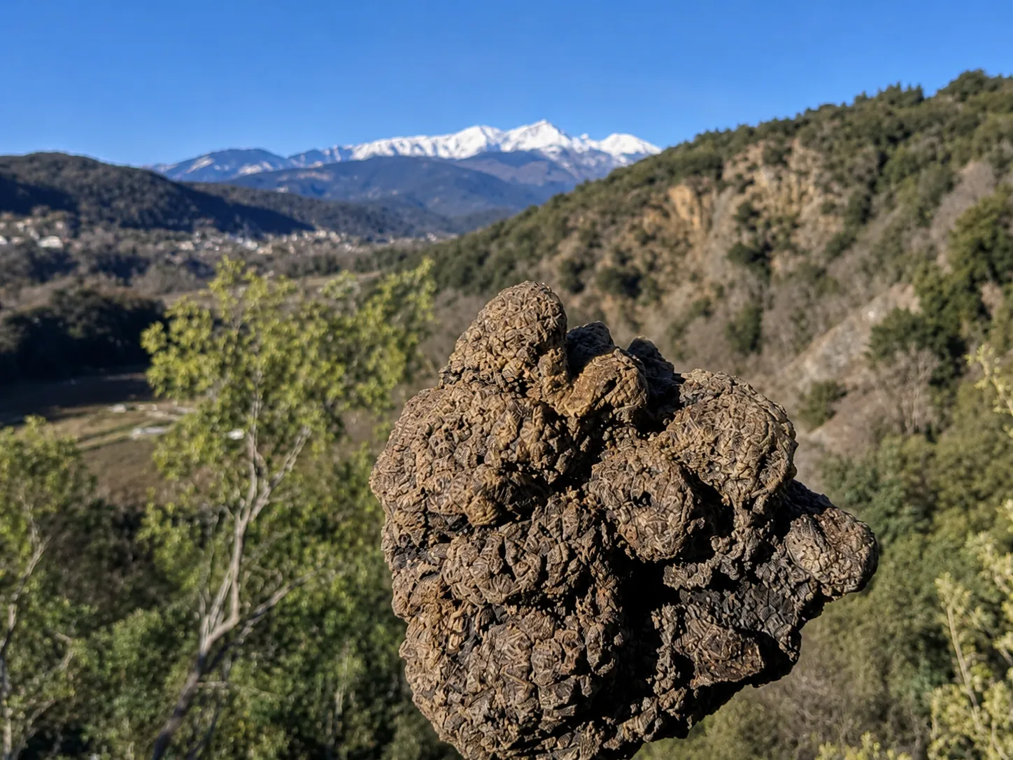 Truffe noire avec le massif du Canigó en arrière-plan