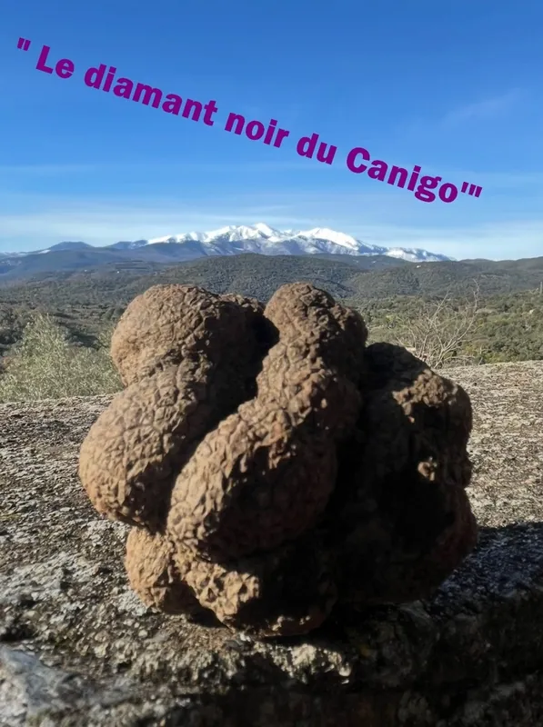 Truffe Noire du Canigó, produit gastronomique au parfum profond et délicat