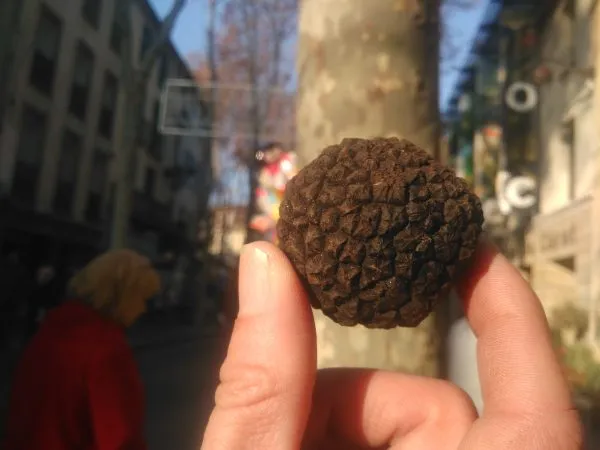 Grande fête régionale de la Truffe Noire du Canigó